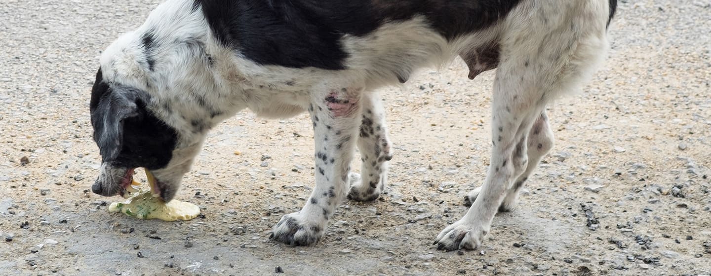 Vomissements chez les chiens Purina